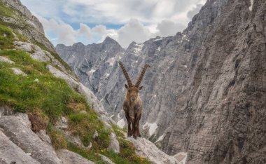 Julian Alps Dağları 'nda yaz mevsimi