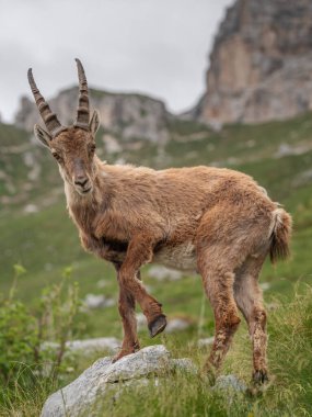 Alp dağ keçisi İtalyan dağlarında oyun oynuyor ve eğleniyor.