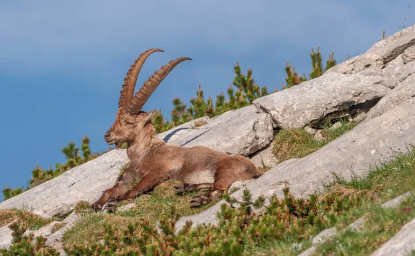 Stambecco Alpino Montagna Mattino Nelle Alpi Giulie — Foto Stock