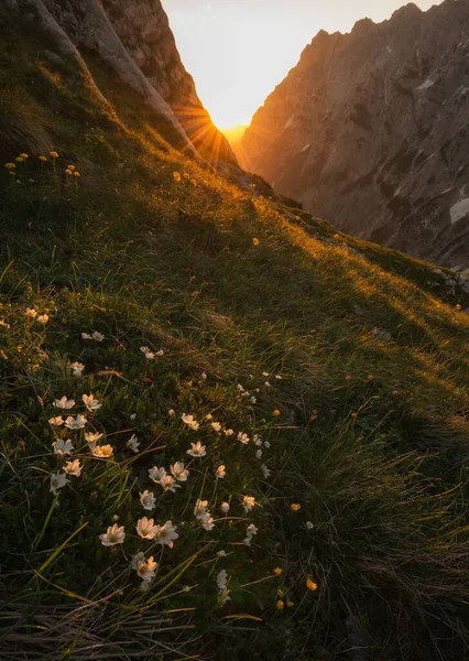 Літо Юліанських Альпах — стокове фото