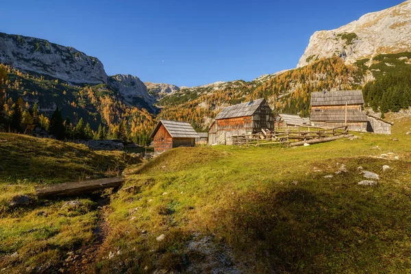 Autumn Mountains Take Walk Larch Trees Beautiful Views — Stock Fotó