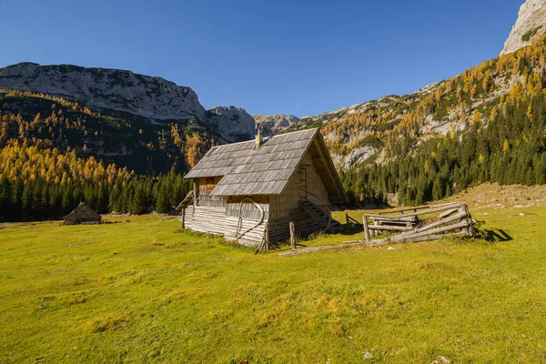 Herfst Bergen Maak Een Wandeling Door Lariksbomen Naar Het Prachtige — Stockfoto