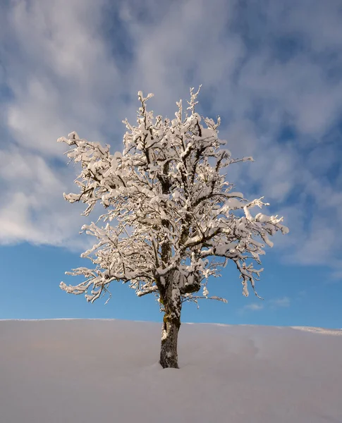 Beau Lever Soleil Dans Les Montagnes Hiver Avec Neige Fraîche — Photo