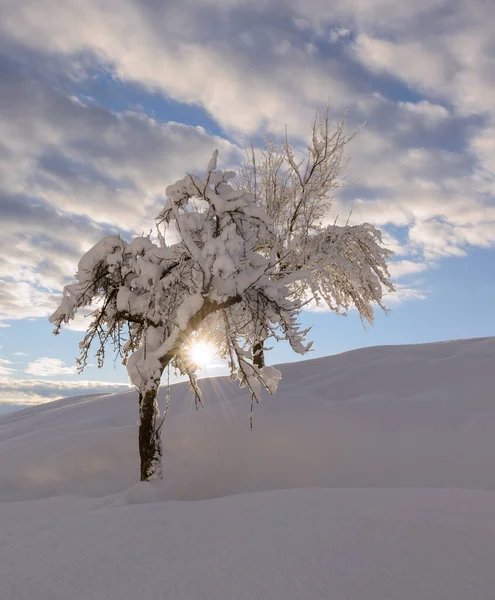 Kış Dağlarında Güzel Bir Gün Doğumu Taze Kar Manzarada Kırağı — Stok fotoğraf