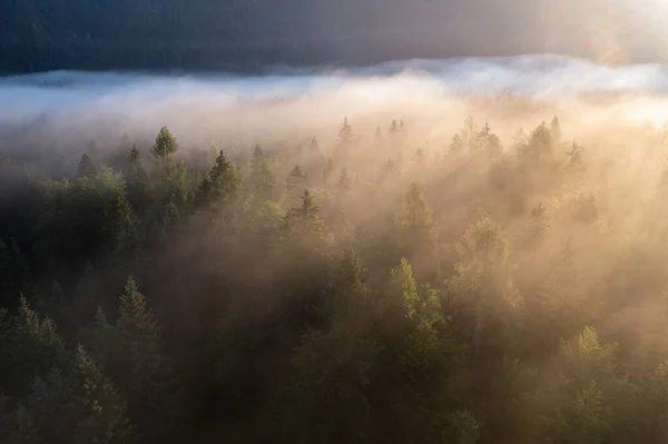 Misty Summer Morning Forest Fog — Fotografia de Stock
