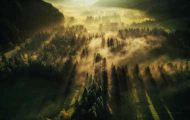 Misty autumn forest on a beautiful sunrise with low mist.