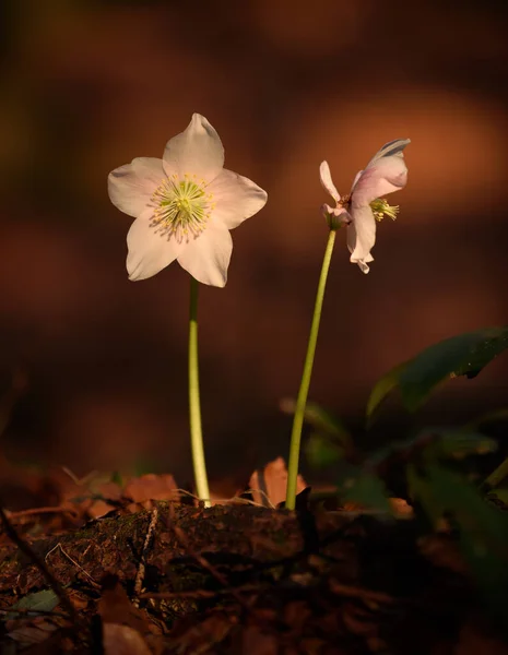 Λευκό Λουλούδι Στο Ανοιξιάτικο Δάσος Την Αυγή Νωρίς Πρωί Στο — Φωτογραφία Αρχείου