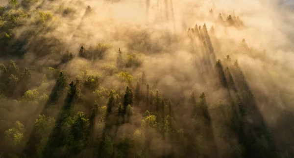 Soluppgång Dimmiga Skogen Full Dimma Och Skuggor — Stockfoto