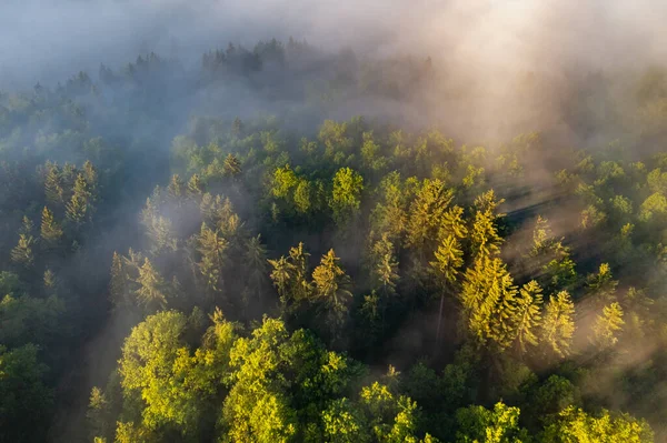 太阳升起在雾蒙蒙的森林里 充满了薄雾和阴影 — 图库照片