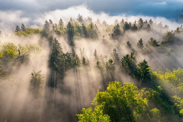 Sunrise Foggy Forest Full Mist Shadows — Fotografia de Stock