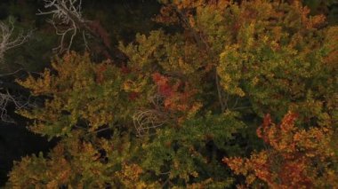 Sisli bir günde Sonbahar Ormanı