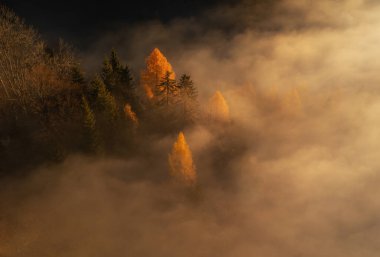 Sunrise in an autumn forest. Fog and mist in the early morning created a beautiful atmosphere clipart