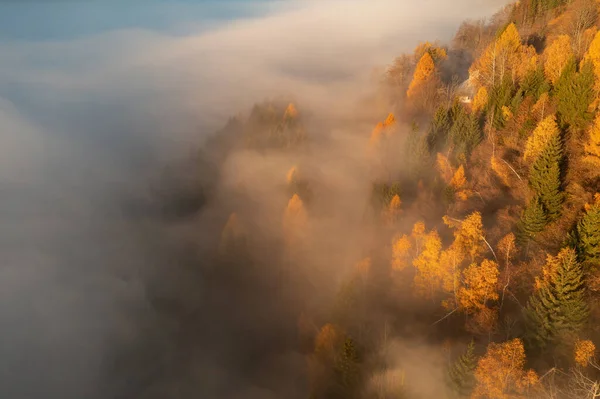 Sunrise Autumn Forest Fog Mist Early Morning Created Beautiful Atmosphere — Stockfoto