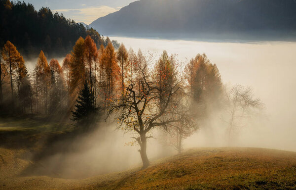 Sunrise in an autumn forest. Fog and mist in the early morning created a beautiful atmosphere