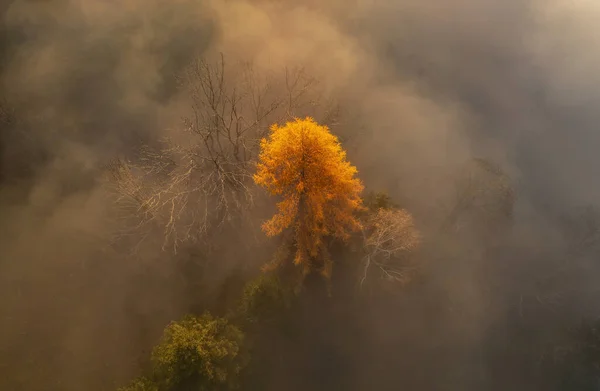 Sunrise Autumn Forest Fog Mist Early Morning Created Beautiful Atmosphere — Foto de Stock