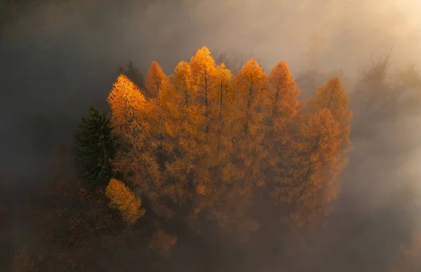 Wschód Słońca Jesiennym Lesie Mgła Mgła Wczesnym Rankiem Stworzyły Piękną — Zdjęcie stockowe