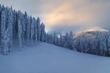 Slovenya 'nın karlı dağlarında güzel bir kış günü. Bu el değmemiş çam ağacı ormanlarına doğru yürüyün..