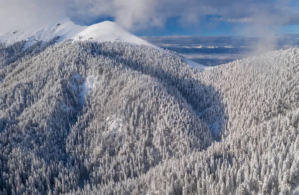 斯洛文尼亚雪山上美丽的冬日 走进这原始的松树林景观 — 图库照片