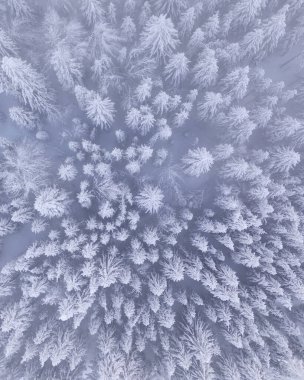 Kış orman havadan görünümü