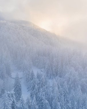 Kış orman havadan görünümü