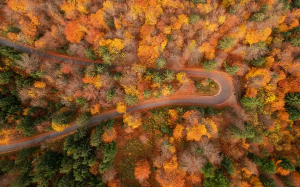 朱利安阿尔卑斯山深处的秋天森林 — 图库照片