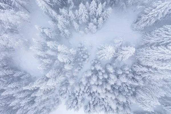 Vue Aérienne Forêt Hiver — Photo