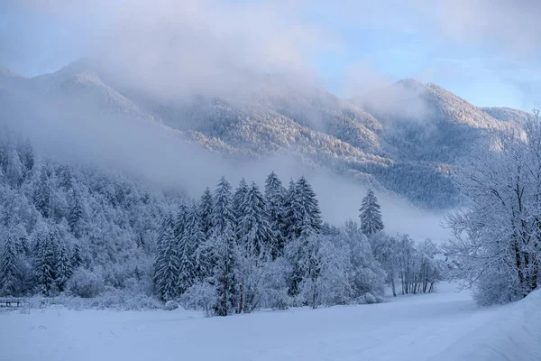 Mañana Invierno Bosque Las Montañas Después Nevadas Frescas — Foto de Stock