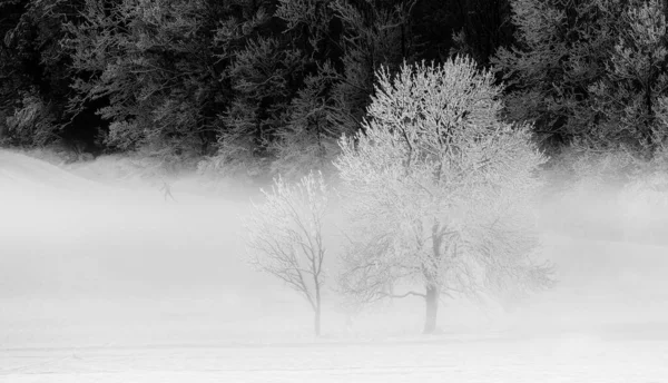 Téli Reggel Erdőben Hegyekben Friss Hóesés Után — Stock Fotó