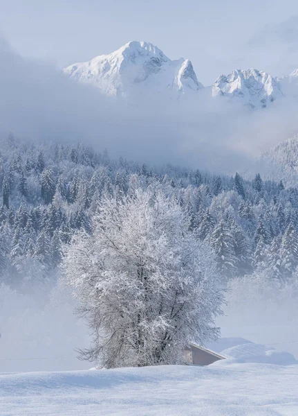 Manhã Inverno Floresta Montanhas Após Queda Neve Fresca — Fotografia de Stock