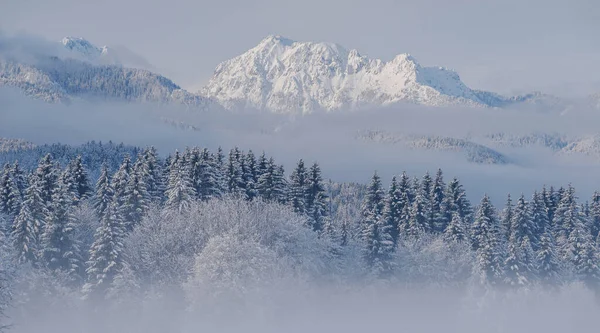 Winter Morning Forest Mountains Fresh Snowfall — Stock Photo, Image