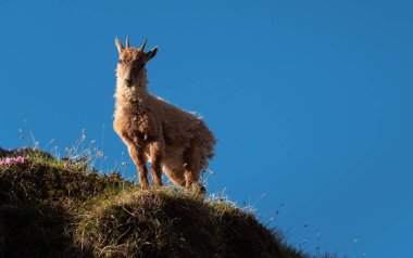 Güzel bir günde yüksek dağlarda dağ keçisi.