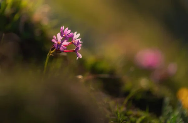 Bouquetin Alpin Dans Les Hautes Montagnes Par Une Belle Journée — Photo