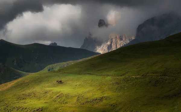 Horse Dolomites Mountains — Stock Photo, Image