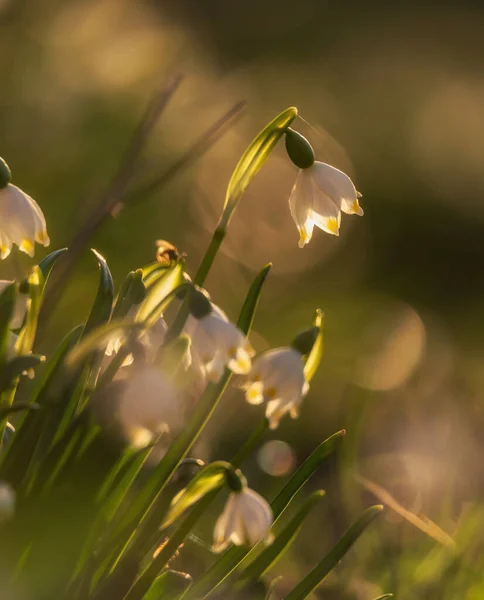 Schneeglöckchen Blumen Wald — Stockfoto