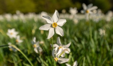 Akşam vakti nergis çiçeği tepelerdeki çayırda..