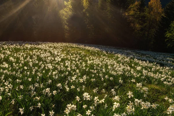 Narzissenblüte Der Abendsonne Auf Der Wiese Den Hügeln — Stockfoto
