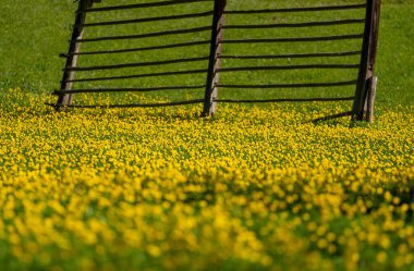Alplerdeki bir çayırda yer çiçeği.