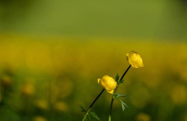 Alplerdeki bir çayırda yer çiçeği.