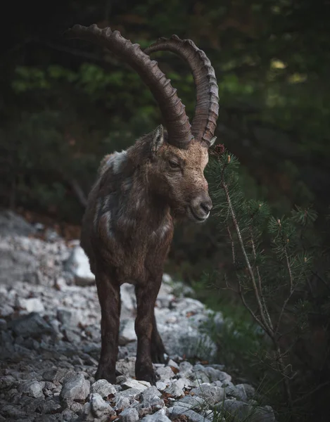 Alpský Kozorožec Lese Pod Horou — Stock fotografie