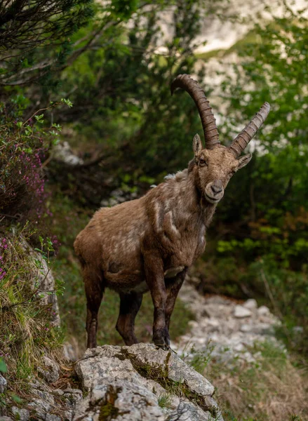 Alpin Ibex Skogen Nedanför Berget — Stockfoto