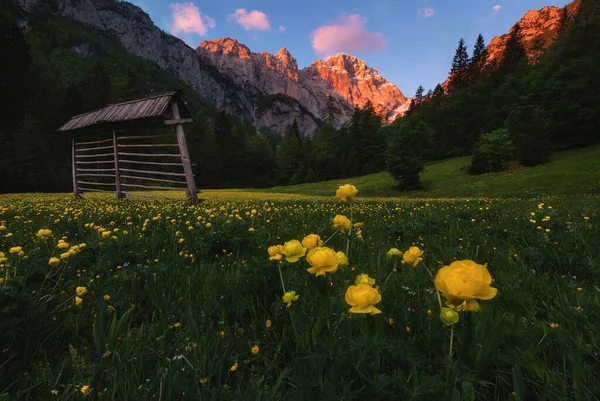 Globeflower Prado Alpino Nos Alpes — Fotografia de Stock