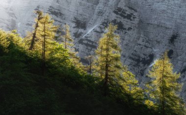 Dağ ormanında gün doğumu
