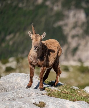 Julian Alplerinde dağların tepelerinde dağ keçisi