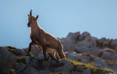 Julian Alplerinde dağların tepelerinde dağ keçisi