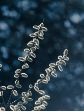 İlkbaharda çiçek açan ağaç