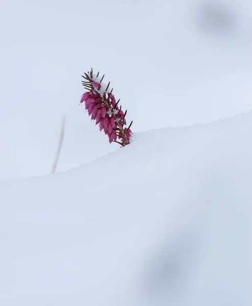 Pink Flowers Snow Winter — Stock Photo, Image