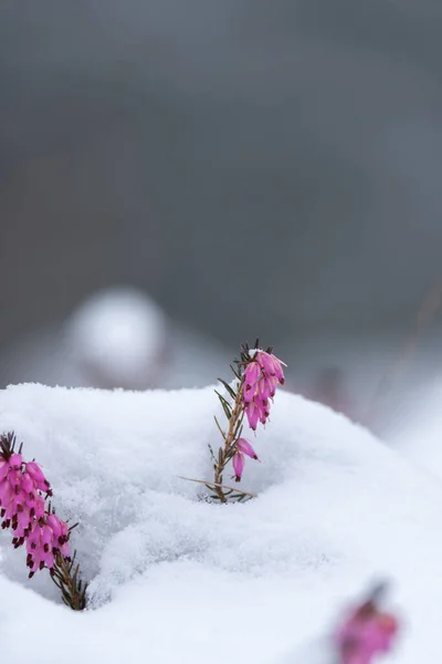 Rosa Blüten Schnee Winter — Stockfoto