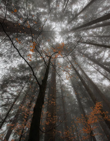 Nebeliger Herbsttag Wald Mit Viel Dunst Und Nebel Der Luft — Stockfoto