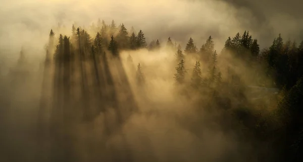 Letecký Snímek Podzimního Lesa Mlhou Při Západu Slunce — Stock fotografie