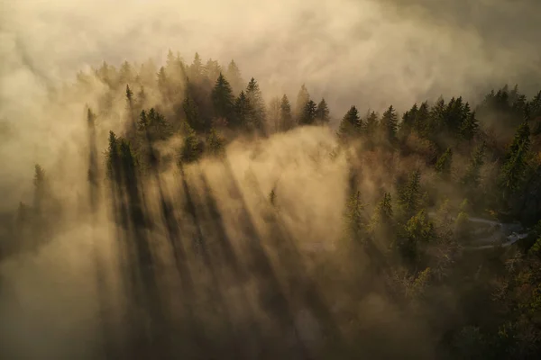 Luftbild Eines Herbstwaldes Mit Nebel Bei Sonnenuntergang — Stockfoto